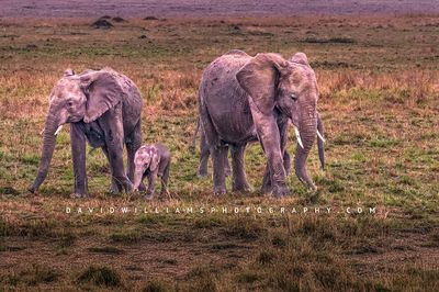 Elephant-GP_BKT2965