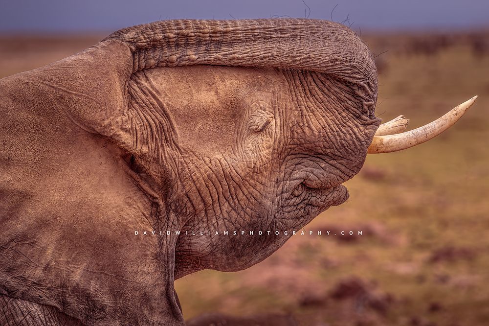 Elephant S NZ97535