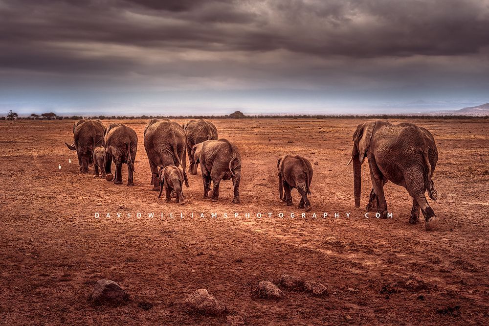 Elephant-GP_BKT5987