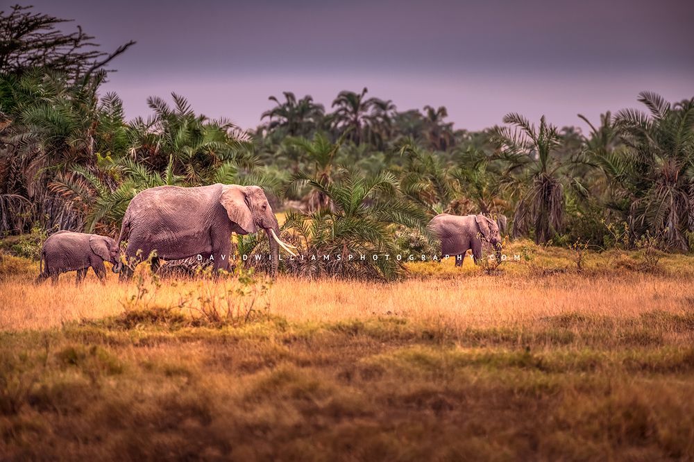 Elephant-GP_D855323
