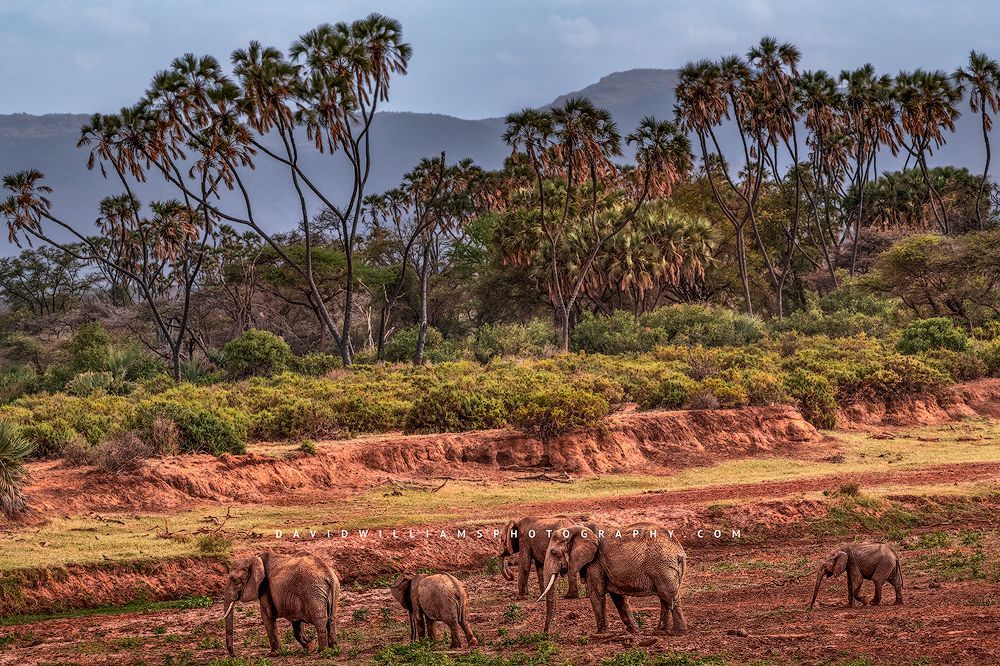 Elephant-GP_D857436