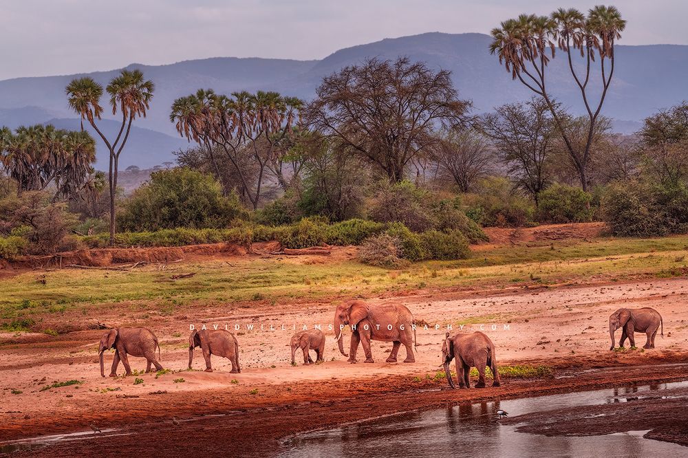 Elephant-GP_D857362