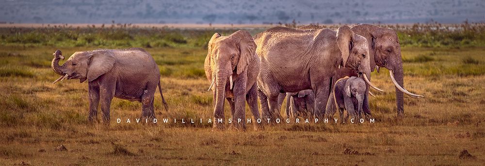 Elephant Group D855820