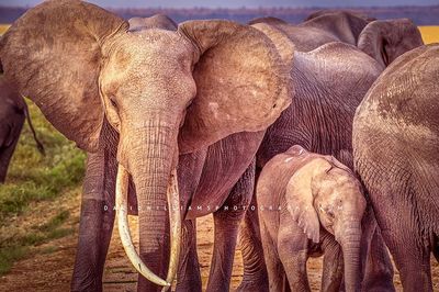 Elephant-Group_D855831