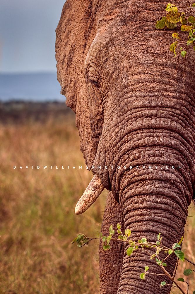 Elephant-S_BKT9024