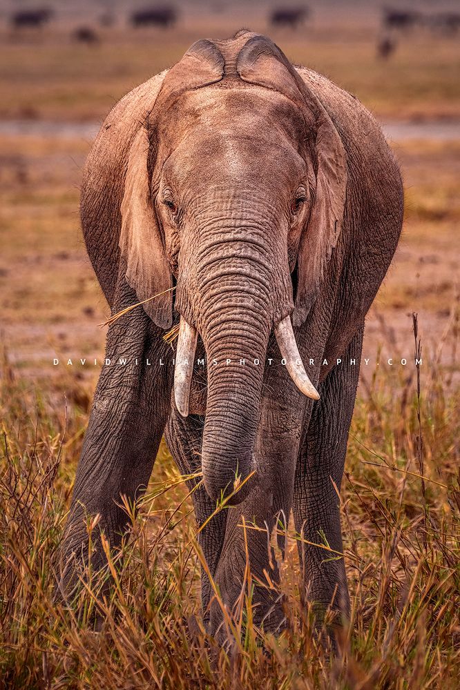 Elephant-S_NZ95060