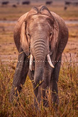Elephant-S_NZ95060