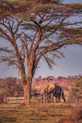 Elephant GP NZ90131