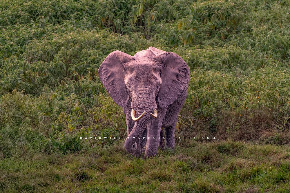 Elephant-Single_D855795