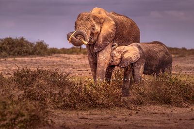 Elephant GP NZ97335