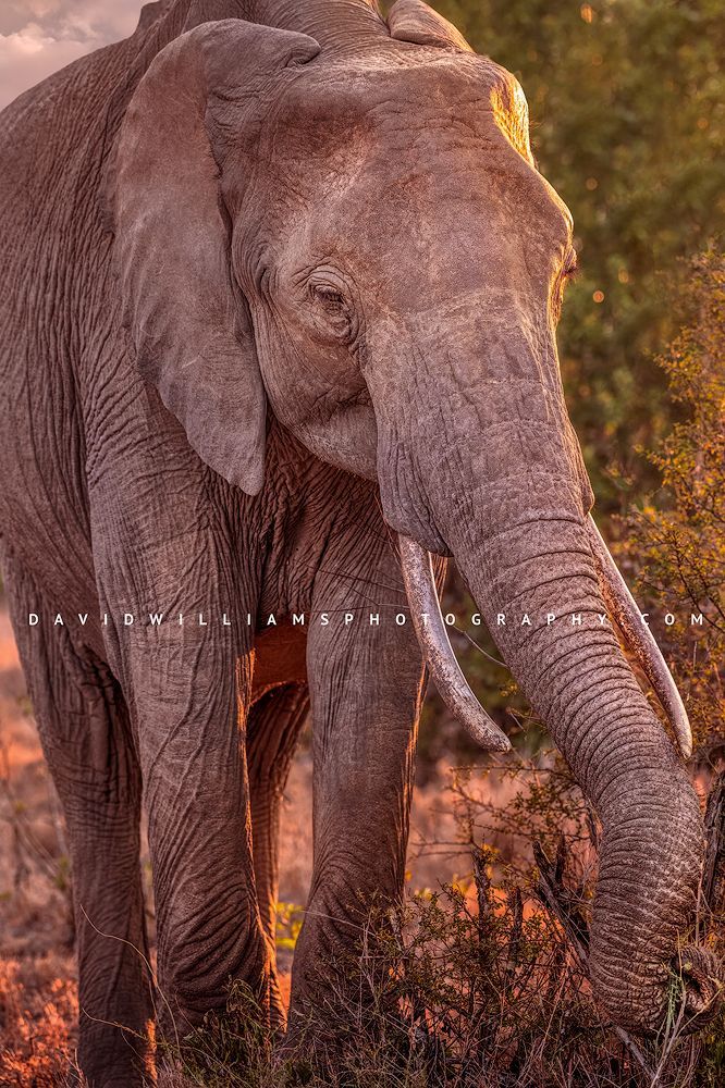 Elephant S NZ99475