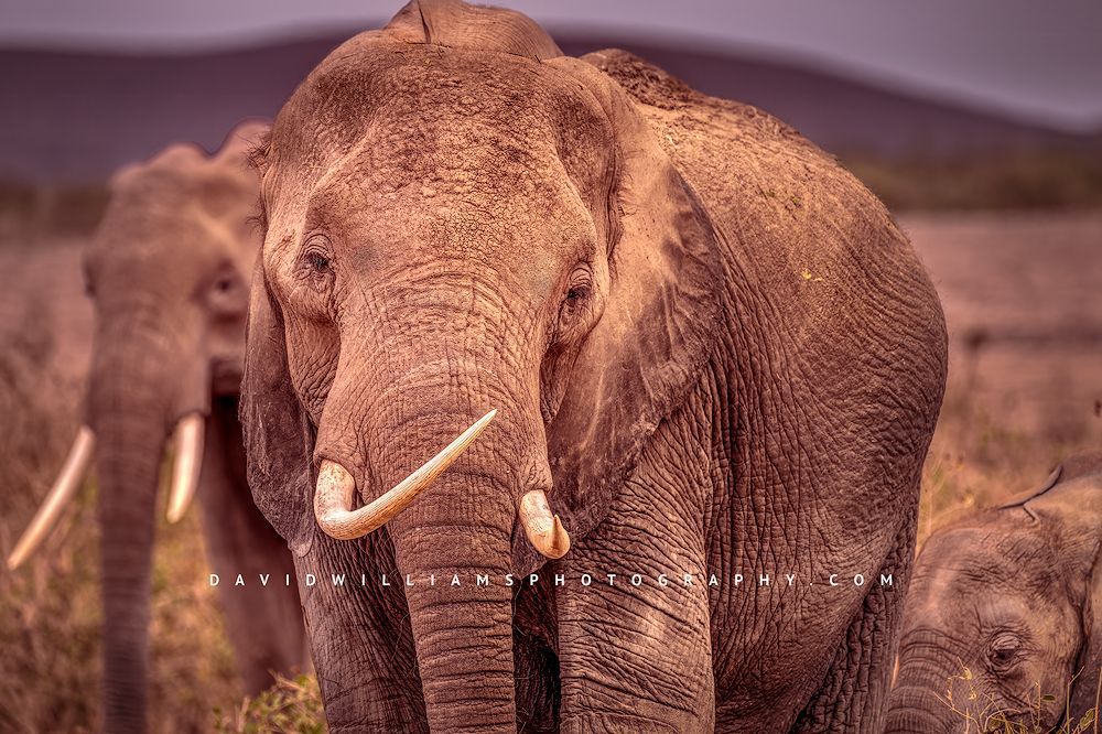 Elephant GP NZ97377