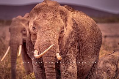 Elephant GP NZ97377