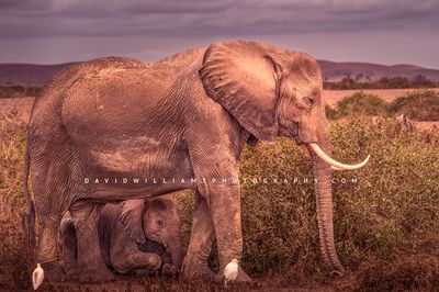 Elephant GP NZ97402