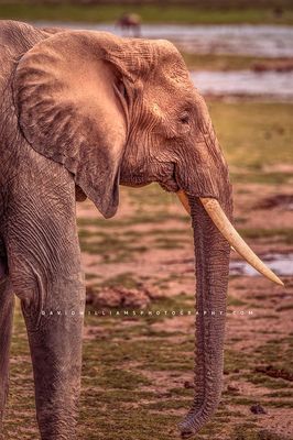 Elephant S NZ97522