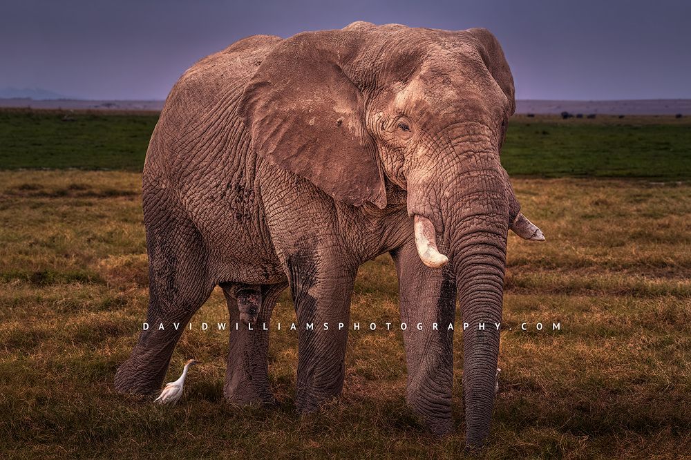 Elephant1 D855039