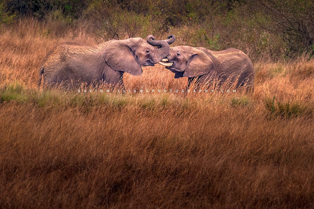 Elephants-GP_BKT2345