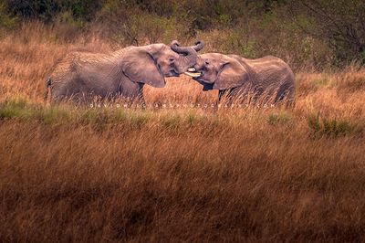 Elephants-GP_BKT2345