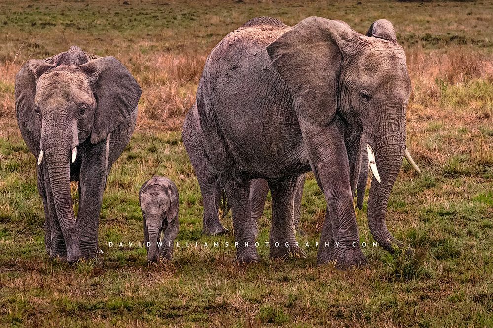 Elephant-GP_BKT2961