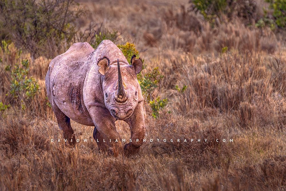 Black Rhino NZ99570