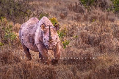 Black Rhino NZ99570