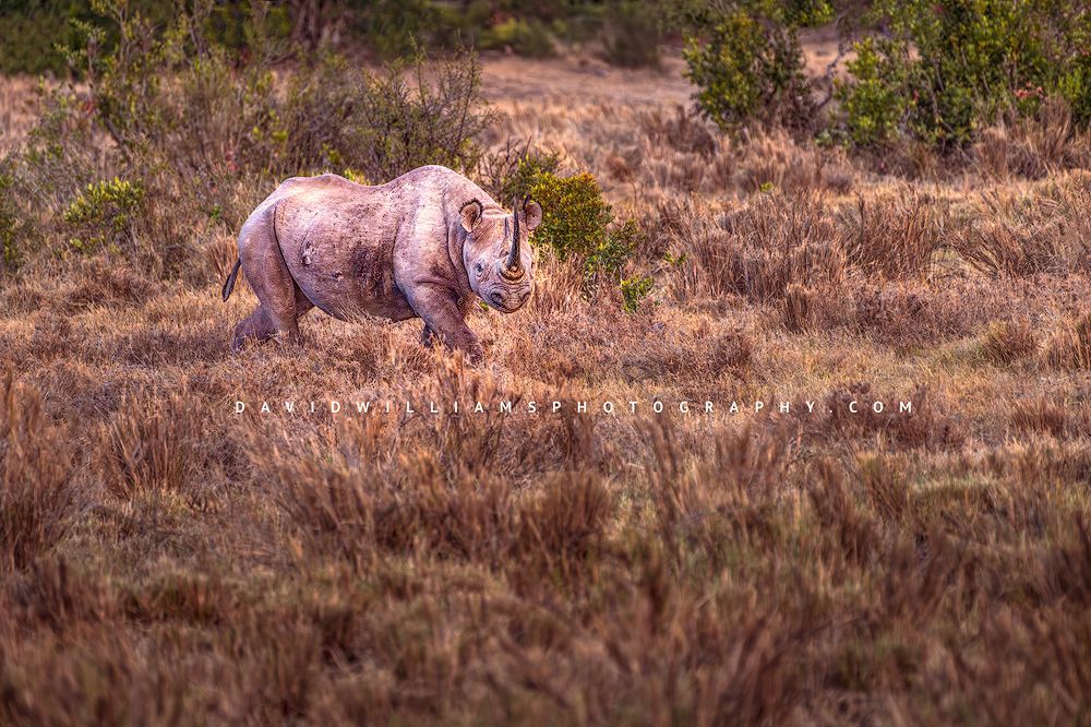 Black Rhino NZ99568