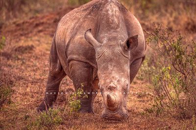 White-Rhino_NZ94654