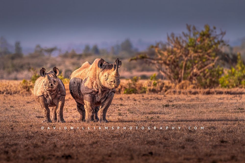 Black Rhino NZ99826