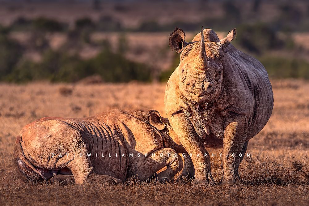 Black Rhino NZ99955