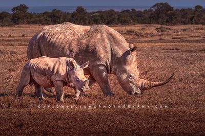 White-Rhino-GP_D856965