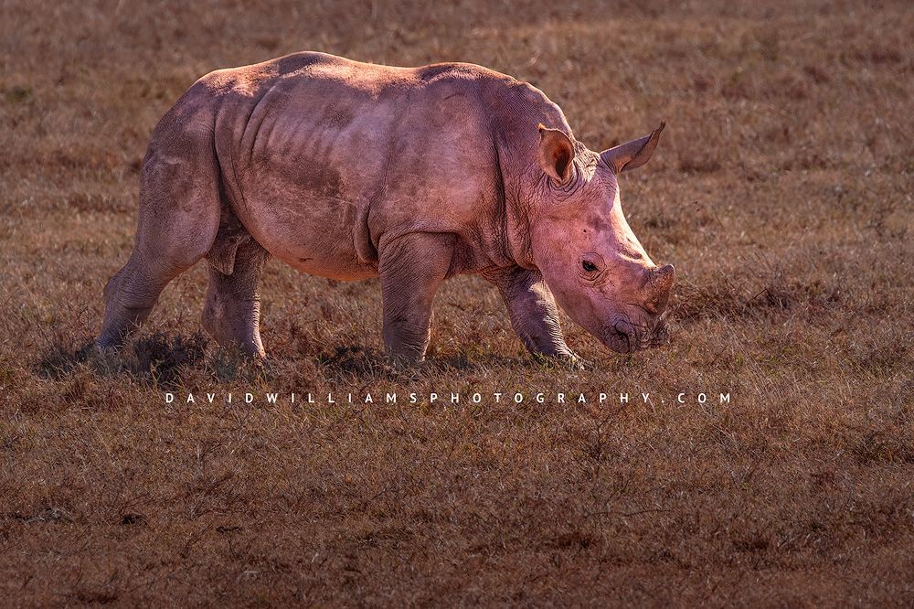 White-Rhino-S_D857021