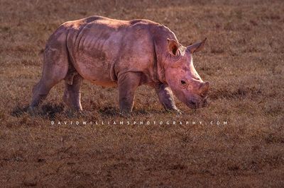 White-Rhino-S_D857021
