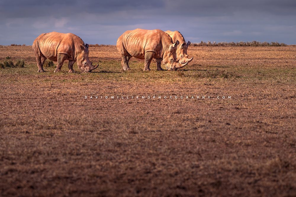 White Rhino GP NZ99254