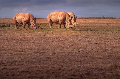 White Rhino GP NZ99254