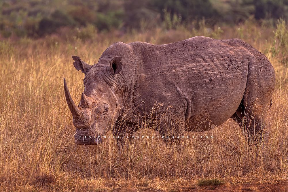 White-Rhino_D854205