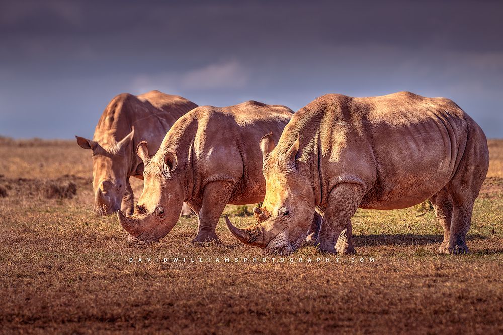 White Rhino NZ99278