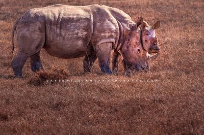 White-Rhino-GP_D857241