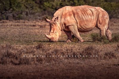 White Rhino NZ99293