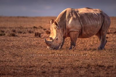 White Rhino NZ99283