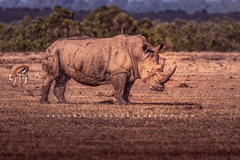 White Rhino S NZ99313