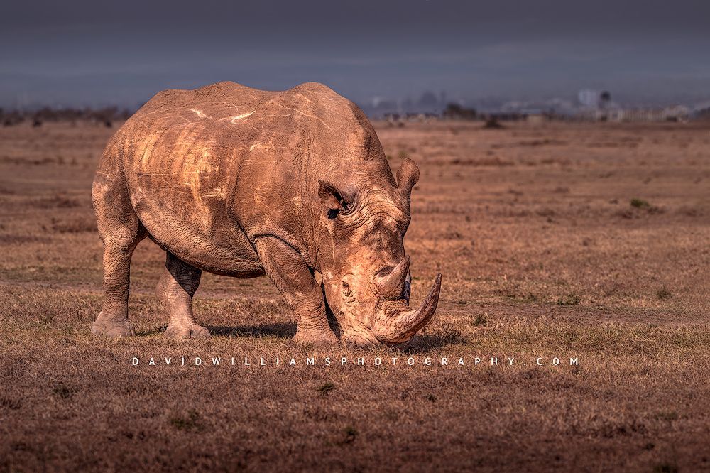 White Rhino S NZ99346