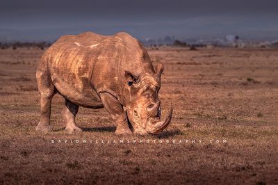 White Rhino S NZ99346