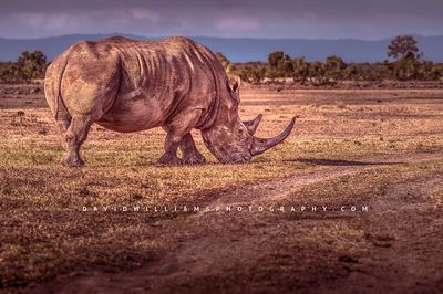 White Rhino S NZ99351