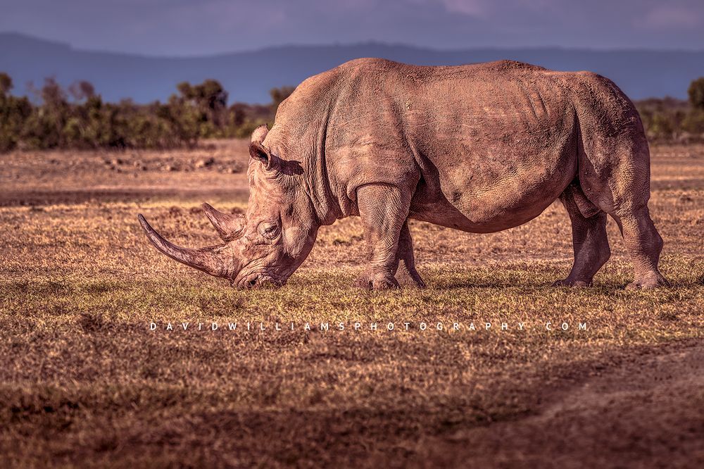 White Rhino S NZ99370