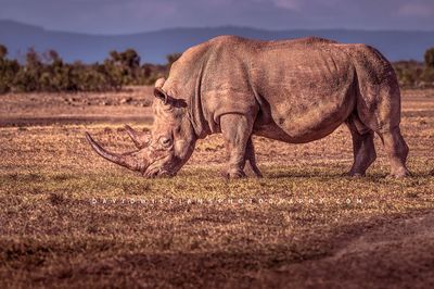 White Rhino S NZ99370