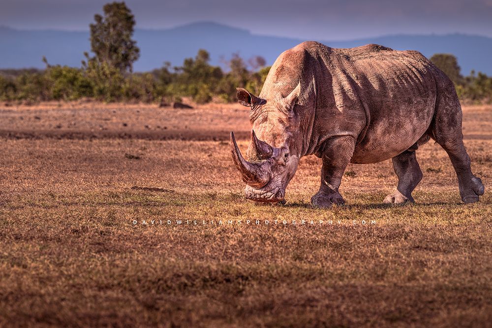 White Rhino NZ99380