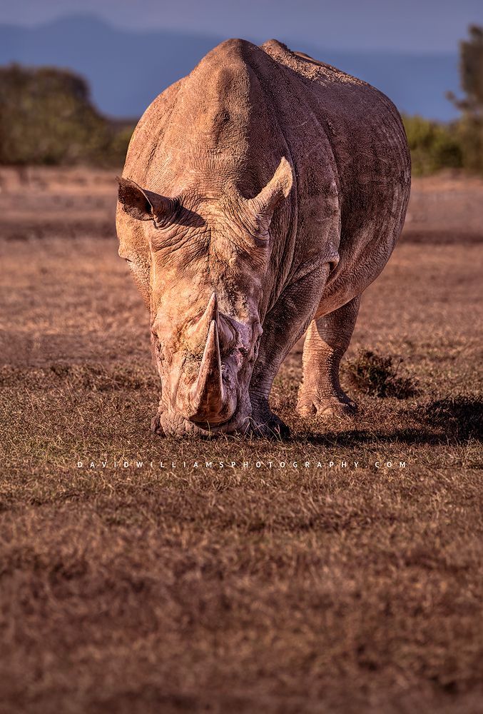 White Rhino NZ99407