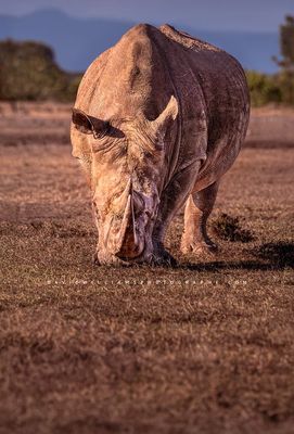 White Rhino NZ99407