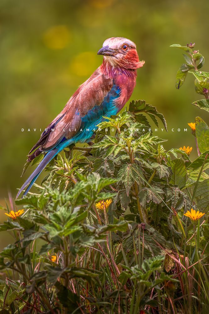 Lilac Breasted Roller 0Z85865