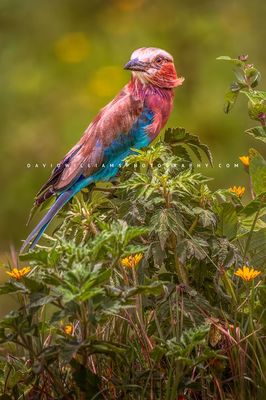 Lilac Breasted Roller 0Z85865
